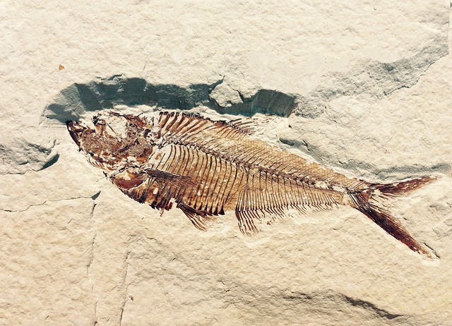 A fossil of a fish