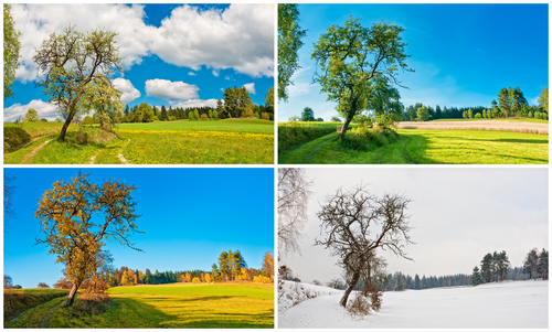 Tree through the seasons