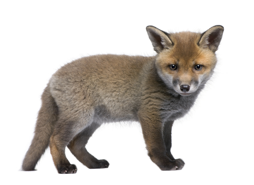Fox cub