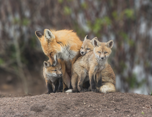 fox family