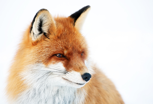 Image of a fox