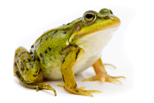 green spotted frog