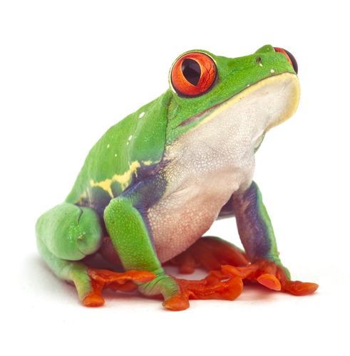 tree frog