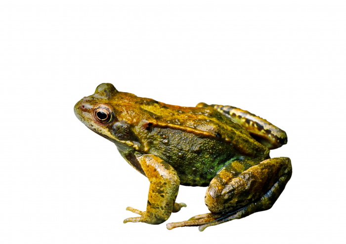 green garden frog