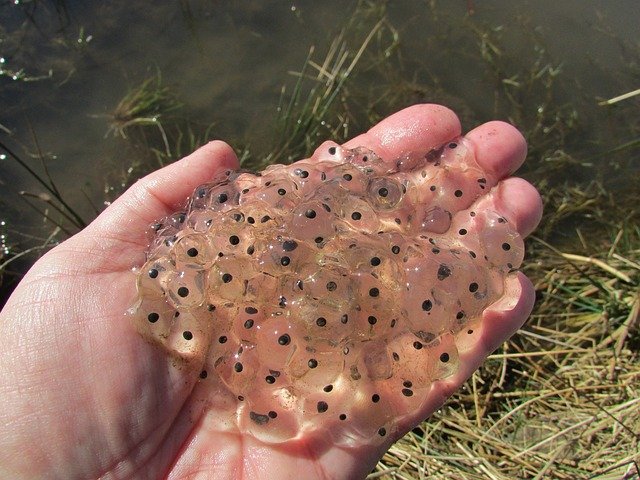 Frogspawn