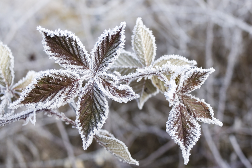 frosty leaves