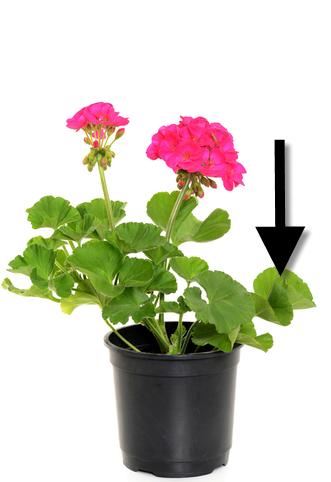 a geranium plant