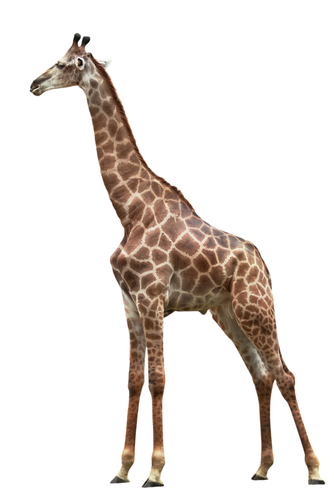 a giraffe