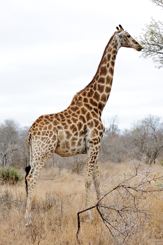 Giraffe