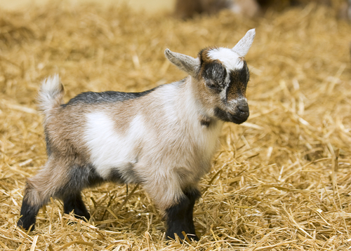 pygmy goat