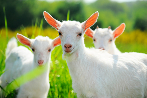 baby goats in a field