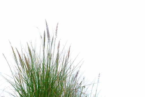 Grass flowers