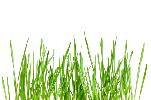 grass