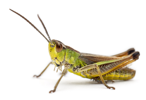 Grasshopper