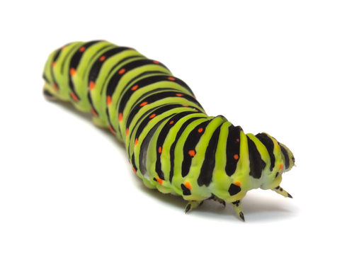 caterpillar