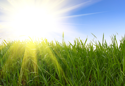 sun rise over a field