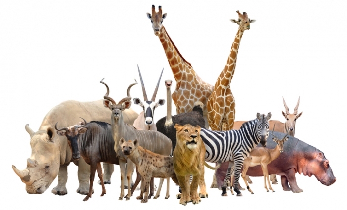 Group of animals