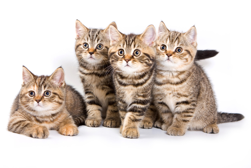 four kittens