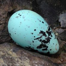 egg