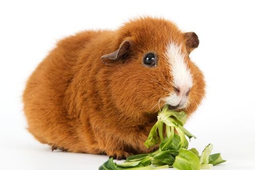 guinea pig munching lettuce