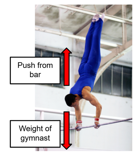 balanced forces in a gymnast