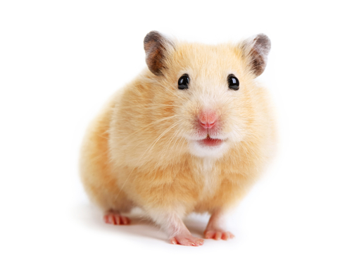 hamster