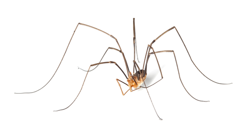spider