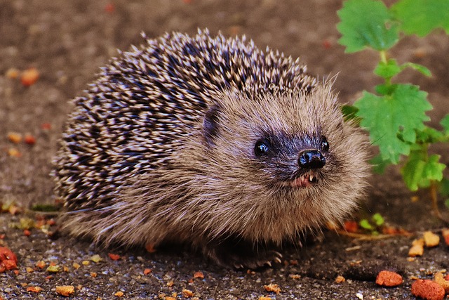 little hedgehog in forest