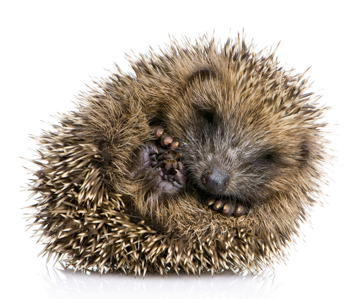 hibernating hedgehog