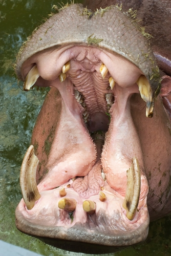 a hippo's mouth