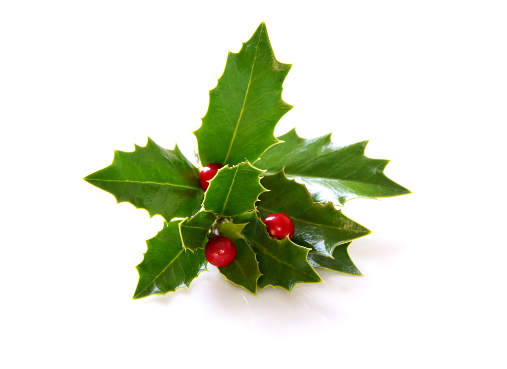 holly leaves