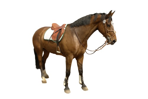 Horse with saddle