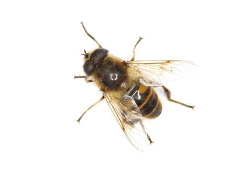 Hoverfly