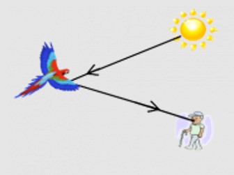 man seeing bird sun diagram