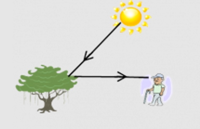 how we see sun tree person