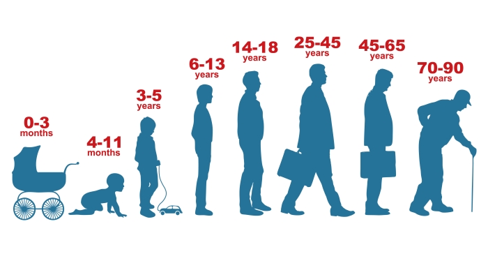 Human life cycle