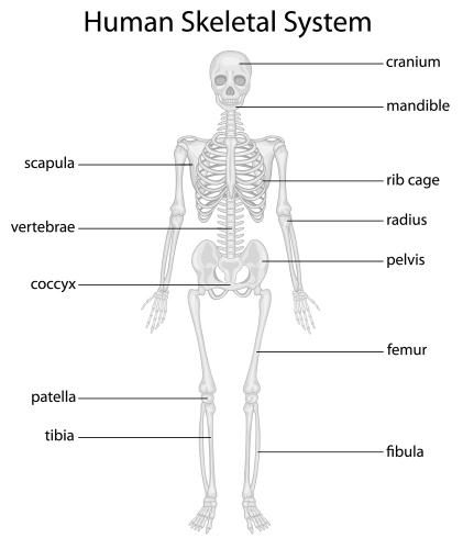 Image of the human skeleton with labels