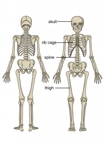 Image of the human skeleton