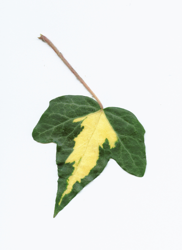 Ivy leaf