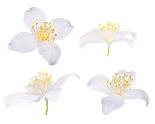 Jasmine flower