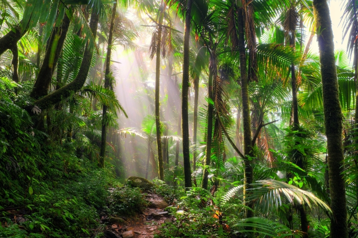 rainforest jungle scene