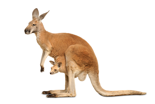 a kangaroo