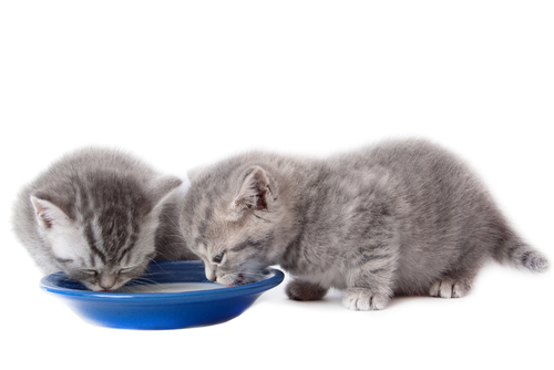 kittens drinking milk