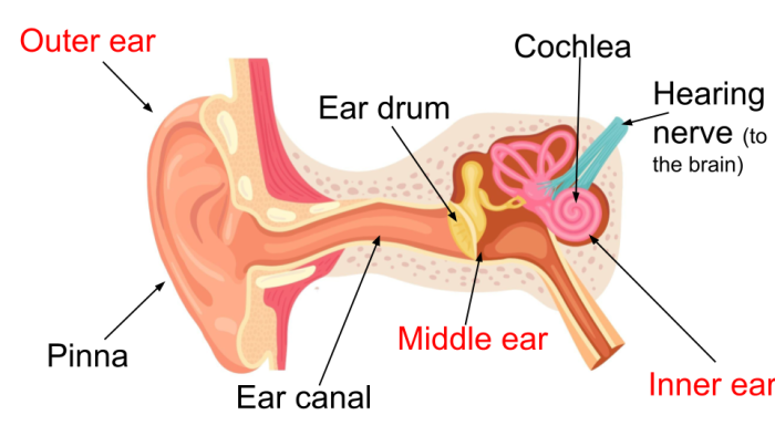 labelled ear