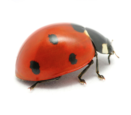 a ladybird