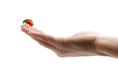 Ladybird on a finger