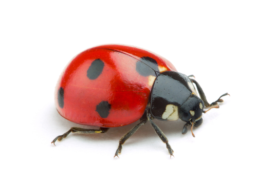 ladybird insect