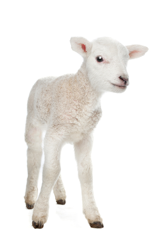 A lamb.