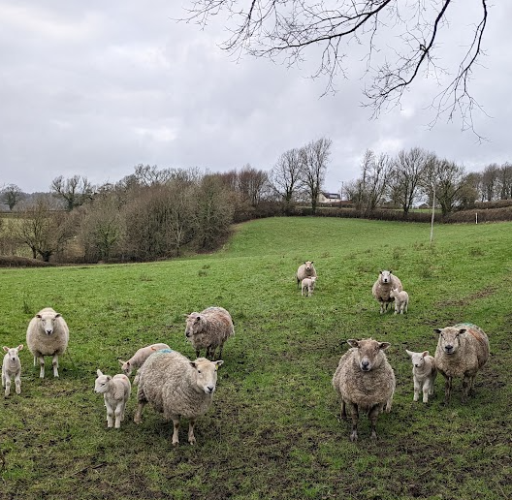 lambs in field with sheep