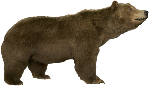 large brown bear